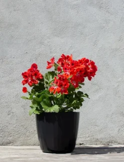 Berta - Flowerpot - Krukor|SMALLrevolution Best