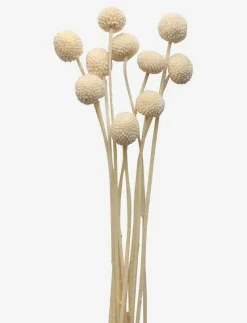 Dried Flowers Golden Ball Red - Torkade blommor|Cooee Design