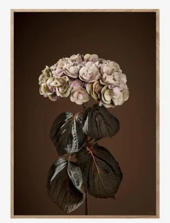 ChiCura Majestically Brown - Botanisk MULTIPLE COLOR Online